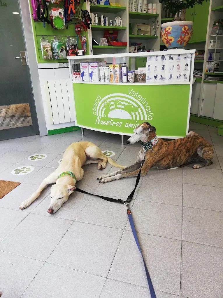 Dos galgos tumbados ante el mostrador verde de la clínica, con el logo de Nuestros Amigos