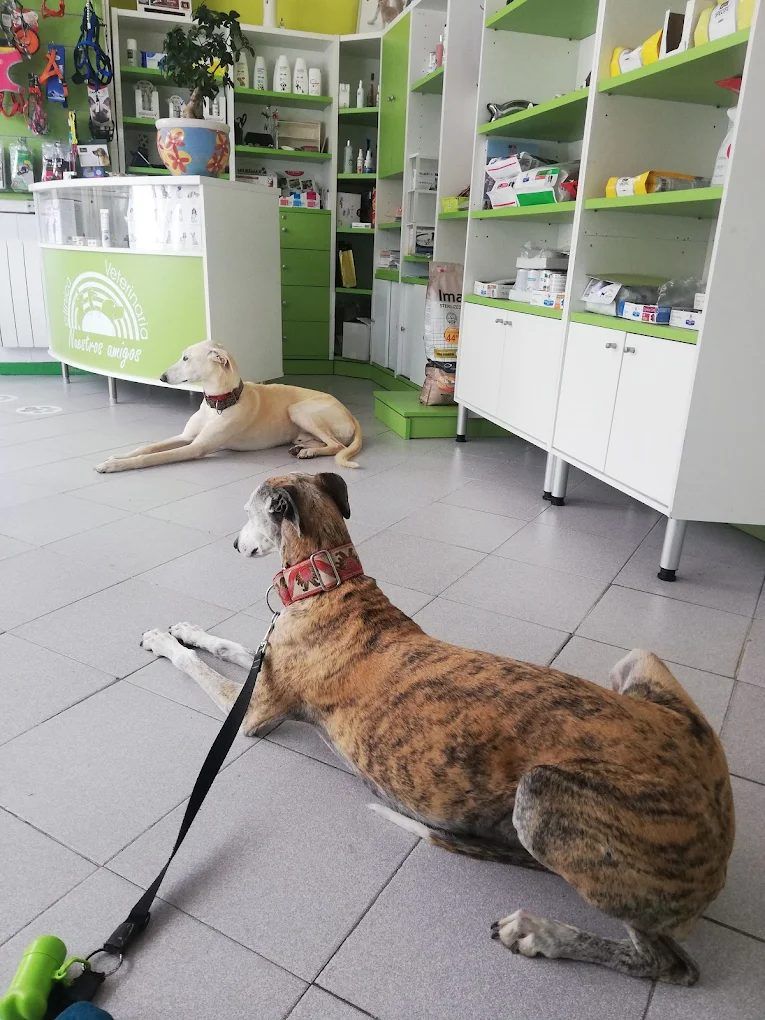 Dos galgos tumbados en la tienda de la clínica